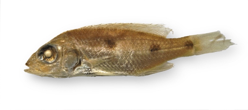 Stigmatochromis pleurospilus